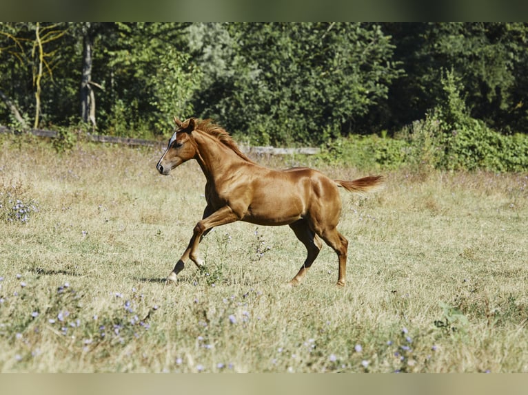 Caballo cuarto de milla Semental 1 año Alazán in München