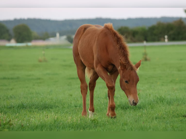 Caballo cuarto de milla Semental 1 año Alazán in Freisen