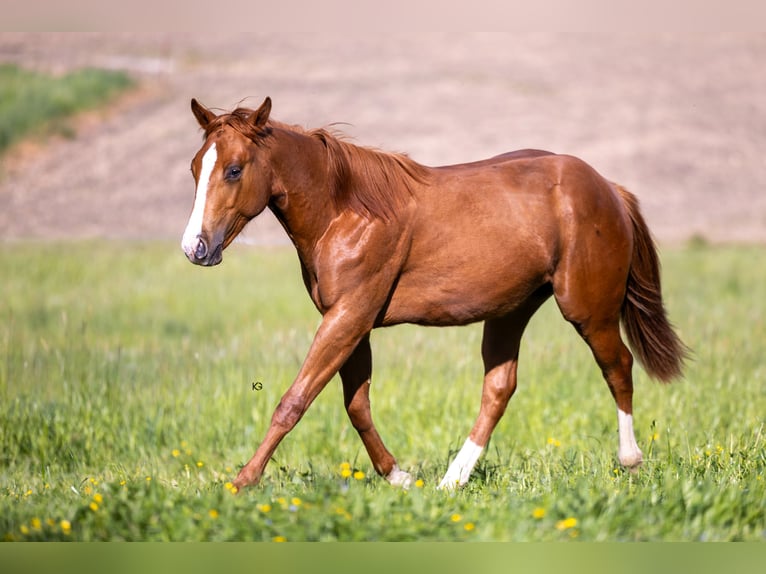 Caballo cuarto de milla Semental 1 año Alazán in Stadl-Hausruck