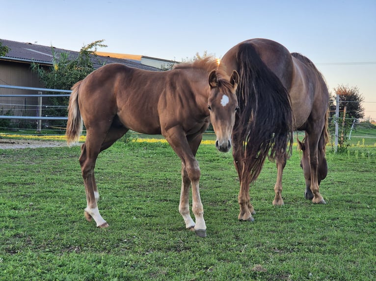 Caballo cuarto de milla Semental 1 año Alazán in Steinen