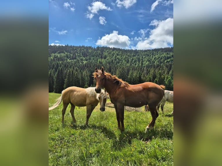 Caballo cuarto de milla Semental 1 año Alazán in Steinen