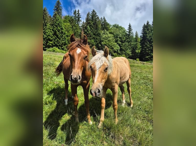 Caballo cuarto de milla Semental 1 año Alazán in Steinen