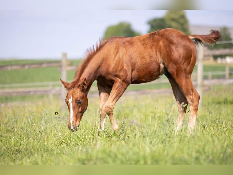 Caballo cuarto de milla Semental 1 año Alazán in Ungenach