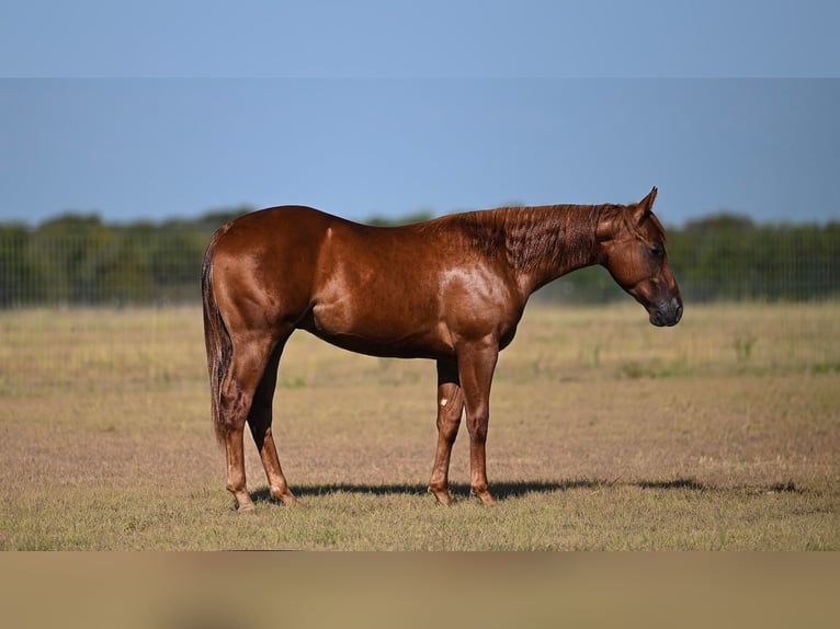 Caballo cuarto de milla Semental 1 año Alazán rojizo in Waco