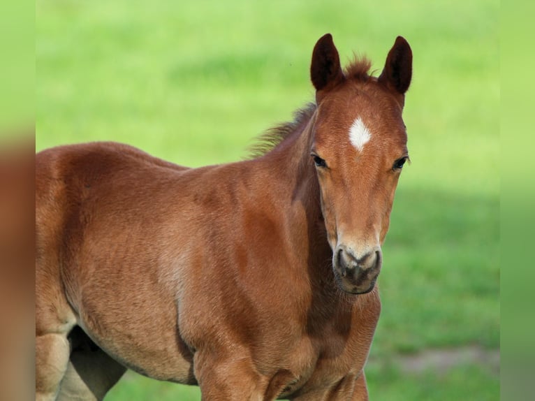 Caballo cuarto de milla Semental 1 año Alazán rojizo in Iszkaszentgyörgy