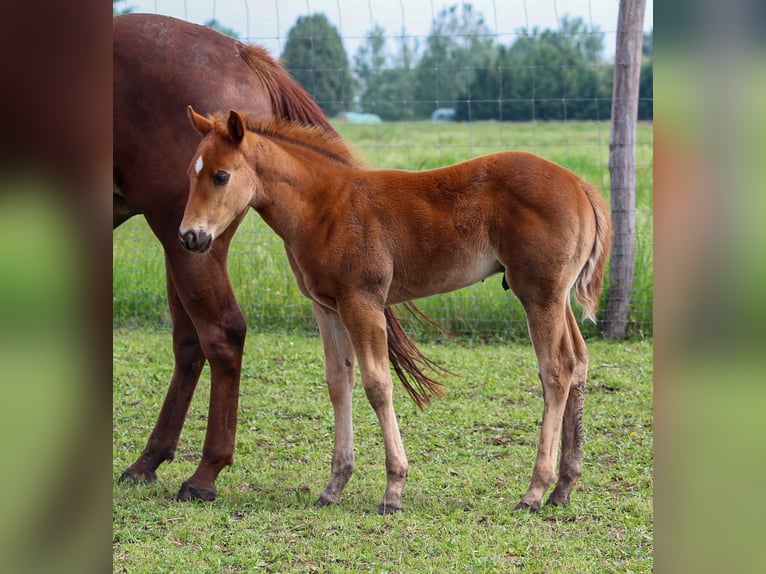 Caballo cuarto de milla Semental 1 año Alazán rojizo in Iszkaszentgyörgy
