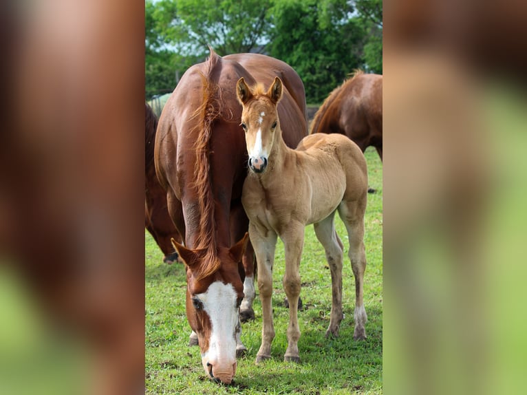 Caballo cuarto de milla Semental 1 año Alazán rojizo in Iszkaszentgyörgy