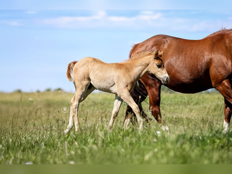 Caballo cuarto de milla Semental 1 año Alazán rojizo in Iszkaszentgyörgy