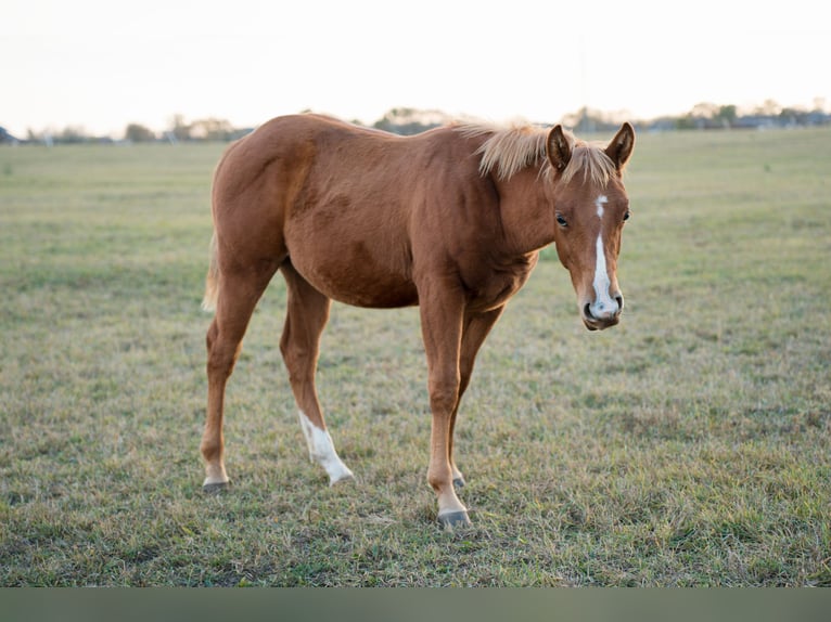 Caballo cuarto de milla Semental 1 año Alazán rojizo in Iszkaszentgyörgy