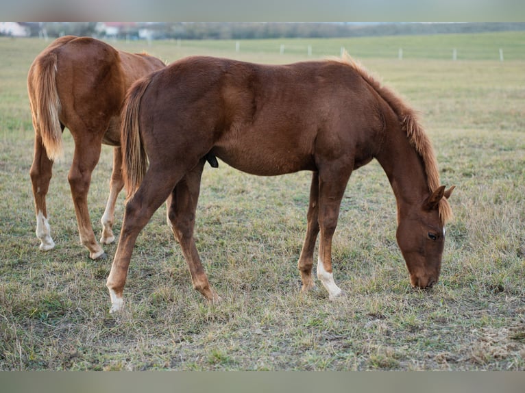 Caballo cuarto de milla Semental 1 año Alazán rojizo in Iszkaszentgyörgy