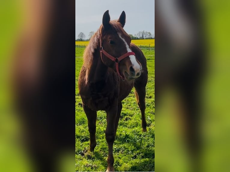 Caballo cuarto de milla Semental 1 año Alazán-tostado in Louvaines
