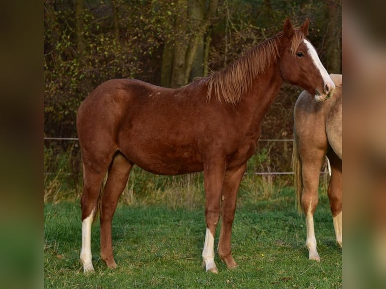 Caballo cuarto de milla Semental 1 año Alazán-tostado in Laubach