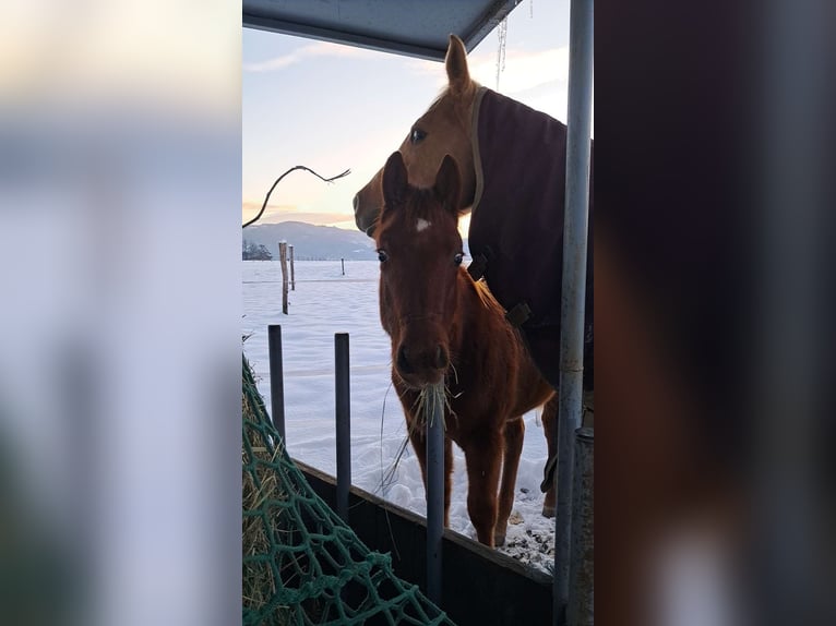 Caballo cuarto de milla Semental 1 año Alazán-tostado in Dobova