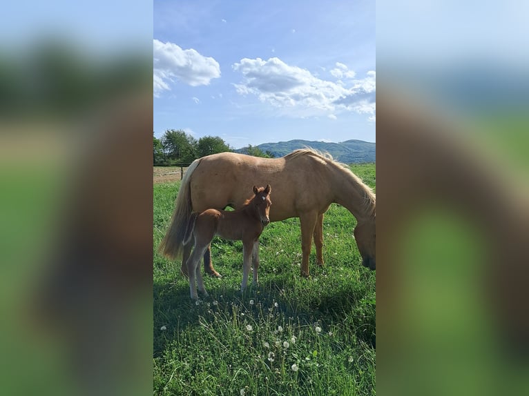 Caballo cuarto de milla Semental 1 año Alazán-tostado in Dobova