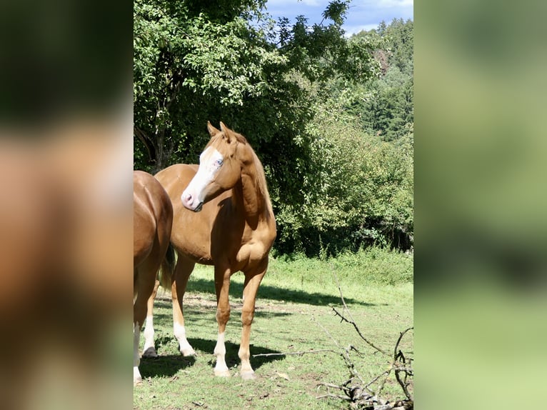 Caballo cuarto de milla Semental 1 año Alazán in Alfdorf