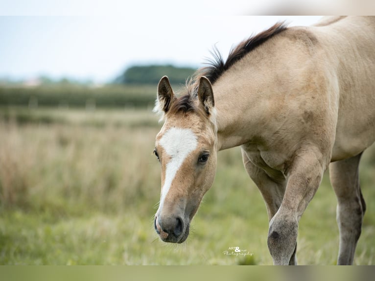 Caballo cuarto de milla Semental 1 año Buckskin/Bayo in Königsmoos