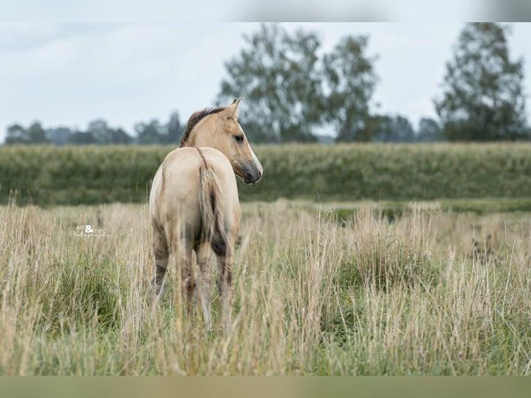 Caballo cuarto de milla Semental 1 año Buckskin/Bayo in Königsmoos