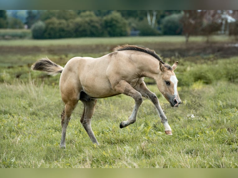 Caballo cuarto de milla Semental 1 año Buckskin/Bayo in Königsmoos