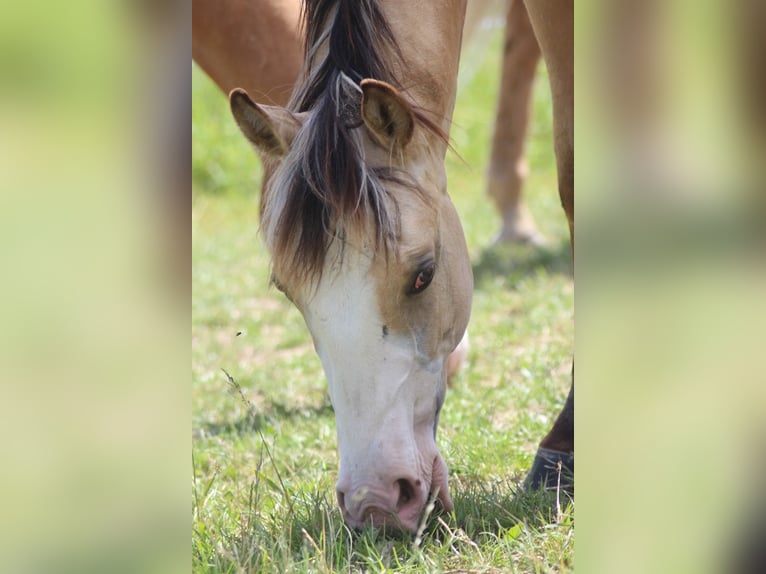 Caballo cuarto de milla Semental 1 año Buckskin/Bayo in Laubach