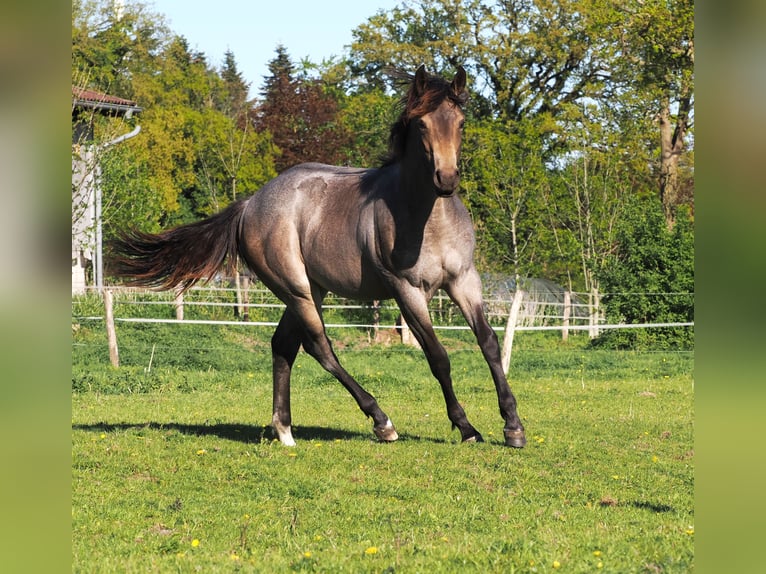 Caballo cuarto de milla Semental 1 año Buckskin/Bayo in Hagen im BremischenHagen im Bremischen