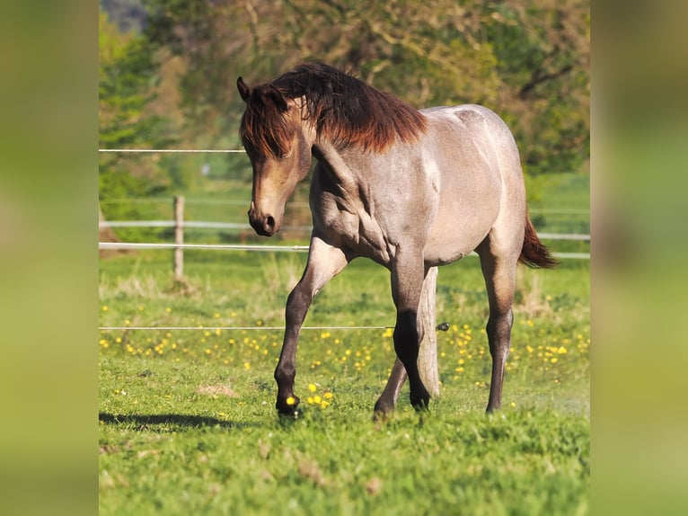 Caballo cuarto de milla Semental 1 año Buckskin/Bayo in Hagen im BremischenHagen im Bremischen
