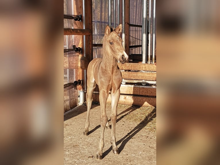 Caballo cuarto de milla Semental 1 año Buckskin/Bayo in Gaming