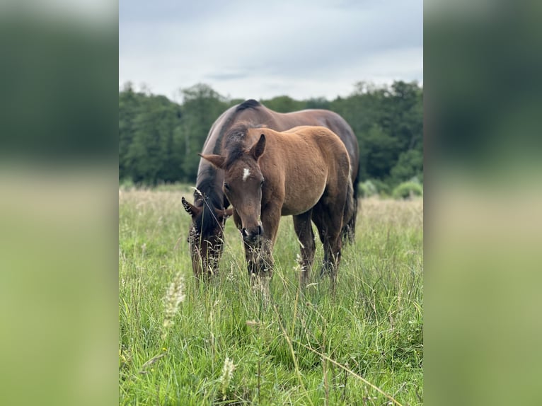 Caballo cuarto de milla Semental 1 año Castaño oscuro in Bois de Gand