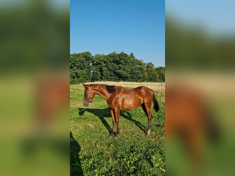 Caballo cuarto de milla Semental 1 año Castaño oscuro in Rheinfelden