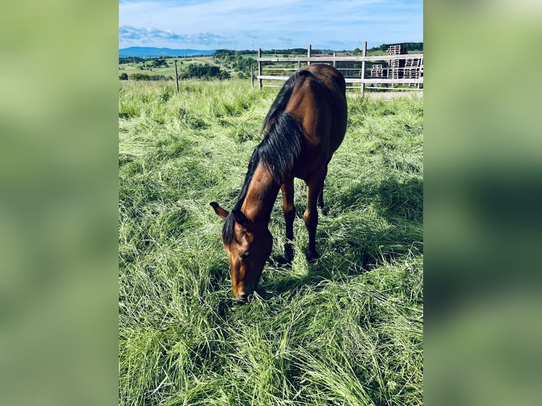 Caballo cuarto de milla Semental 1 año Castaño oscuro in Rheinfelden