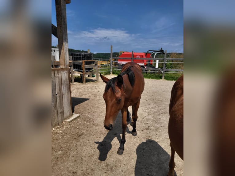 Caballo cuarto de milla Semental 1 año Castaño oscuro in Rheinfelden