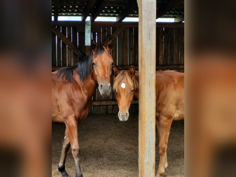 Caballo cuarto de milla Semental 1 año Castaño oscuro in Rheinfelden