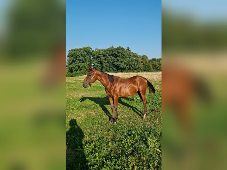 Caballo cuarto de milla Semental 1 año Castaño oscuro in Rheinfelden