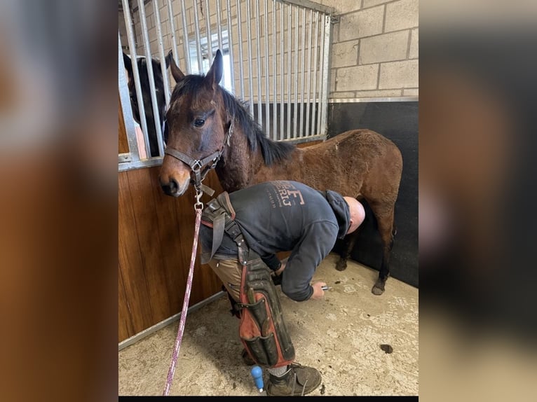 Caballo cuarto de milla Semental 1 año Castaño in Tienen