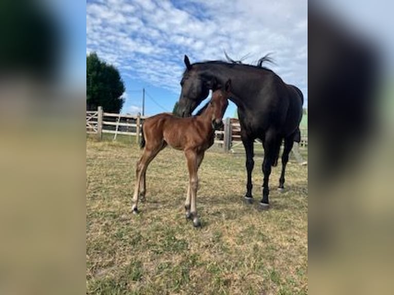 Caballo cuarto de milla Semental 1 año Castaño in Tienen