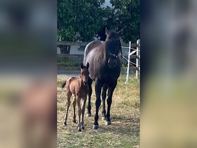 Caballo cuarto de milla Semental 1 año Castaño in Tienen