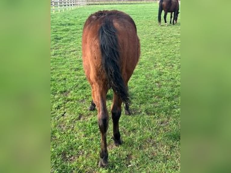 Caballo cuarto de milla Semental 1 año Castaño in Tienen