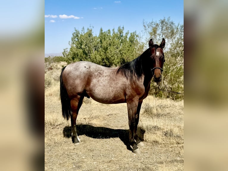 Caballo cuarto de milla Semental 1 año Castaño-ruano in Phelan, CA