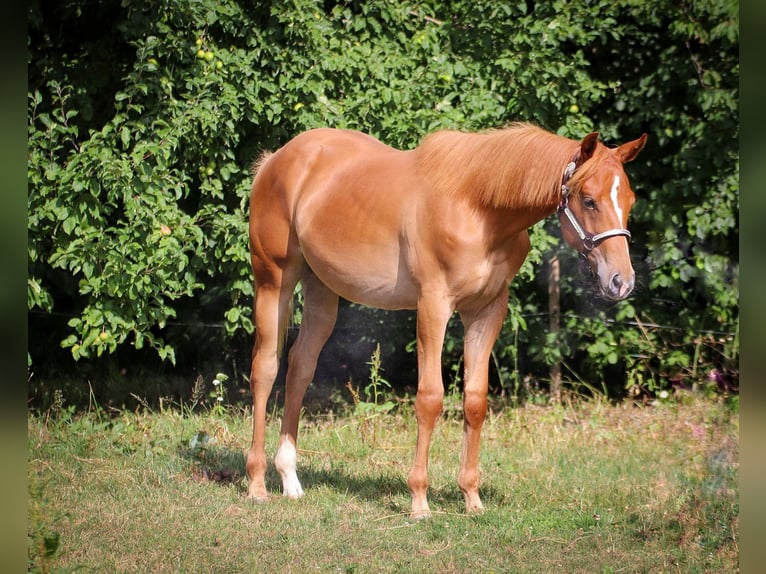 Caballo cuarto de milla Semental 1 año in Memmingen
