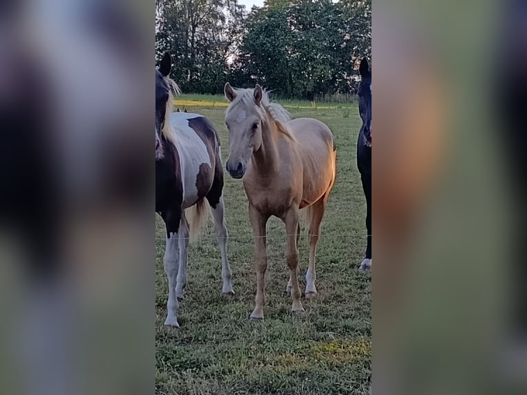 Caballo cuarto de milla Mestizo Semental 1 año Palomino in Welschbillig