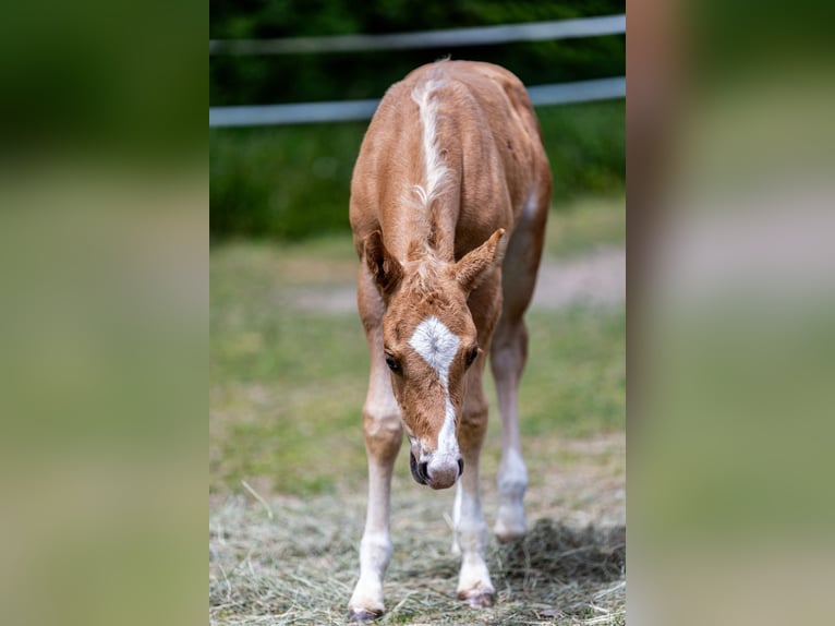 Caballo cuarto de milla Semental 1 año Palomino in Fistritz
