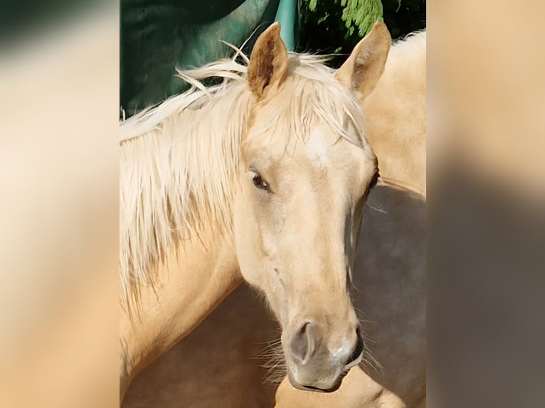 Caballo cuarto de milla Semental 1 año Palomino in Waldbrunn