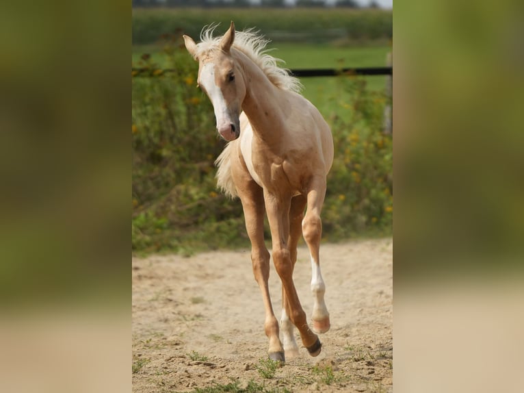 Caballo cuarto de milla Semental 1 año Palomino in Biberach an der Ri&#xDF;