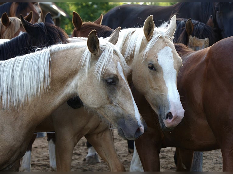 Caballo cuarto de milla Semental 1 año Palomino in Biberach an der Ri&#xDF;