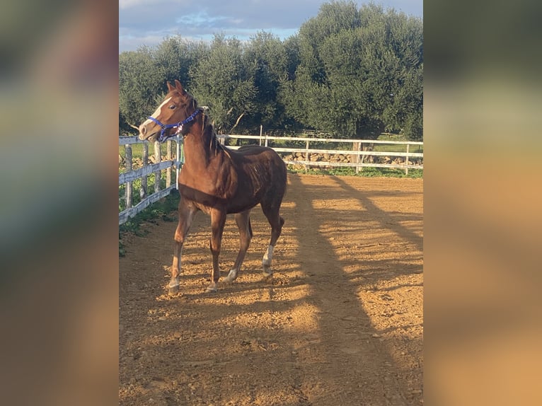 Caballo cuarto de milla Semental 1 año Red Dun/Cervuno in Ragusa