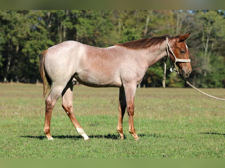 Caballo cuarto de milla Semental 1 año Ruano alazán in Clarion
