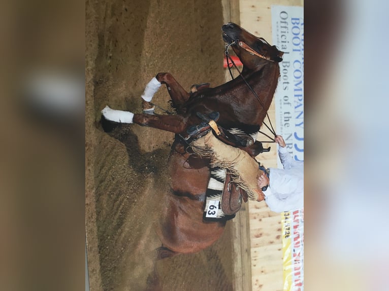 Caballo cuarto de milla Semental 20 años 149 cm Alazán-tostado in Haltern am See