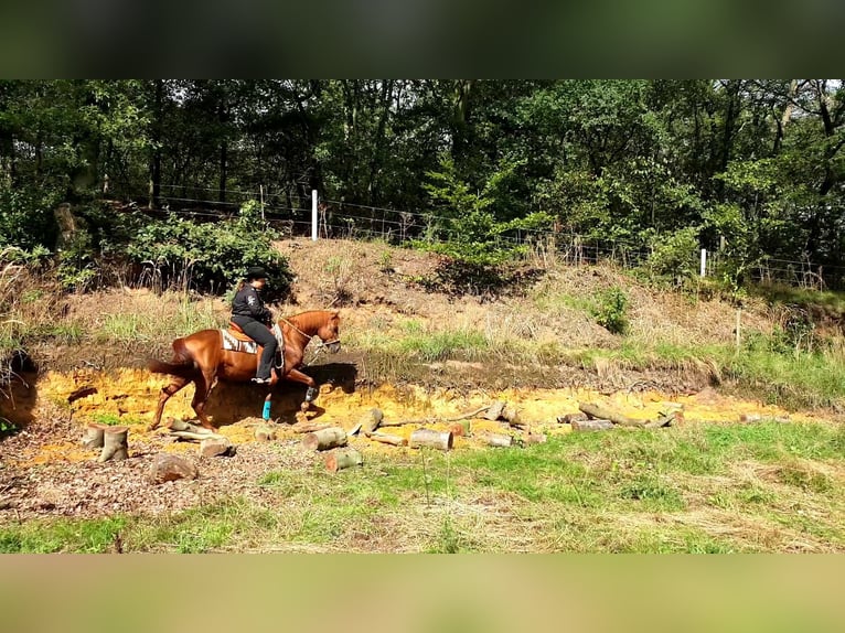 Caballo cuarto de milla Semental 20 años 149 cm Alazán-tostado in Haltern am See