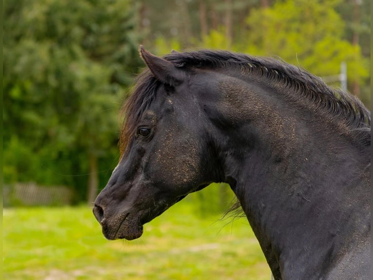Caballo cuarto de milla Semental 23 años 150 cm Negro in Quitzdorf am See