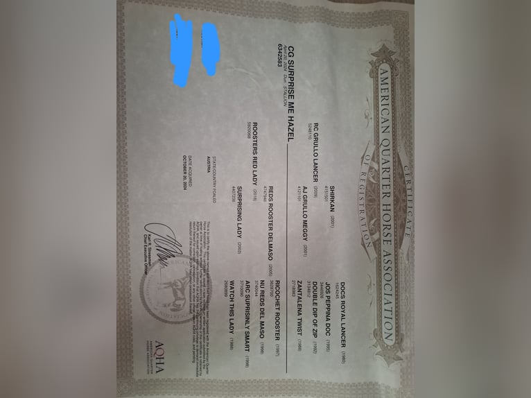 Caballo cuarto de milla Semental 2 años 140 cm Dunalino (Cervuno x Palomino) in Wien, Donaustadt