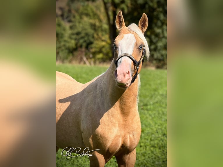 Caballo cuarto de milla Semental 2 años 141 cm Palomino in Liebenau